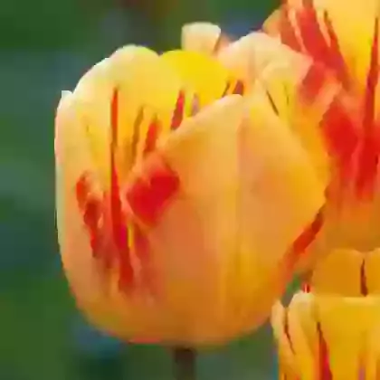 Olympic Flame